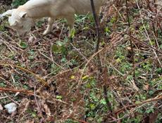 Продам козлят