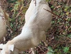 Продам козлят