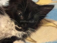 Отдадим в хорошие руки