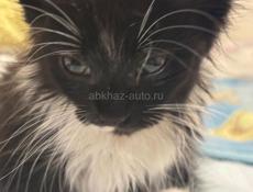 Отдадим в хорошие руки