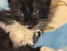 Отдадим в хорошие руки