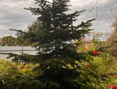 Продаю ёлку