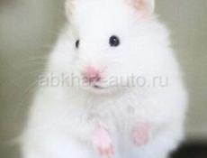 В ДОБРЫЕ РУКИ