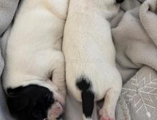 ОТДАМ В ДОБРЫЕ РУКИ !!!