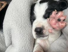 ОТДАМ В ДОБРЫЕ РУКИ !!!