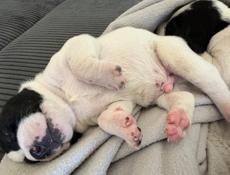 ОТДАМ В ДОБРЫЕ РУКИ !!!