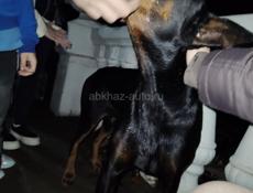 СРОЧНО найден деберман