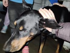 Срочно! Найден деберман