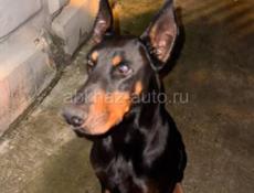 Срочно! Найден деберман