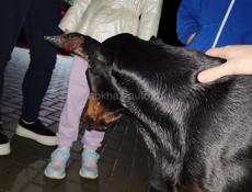 Срочно! Найден деберман