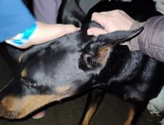 Срочно! Найден деберман