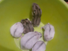 Продаю Хамяков 5 штук 