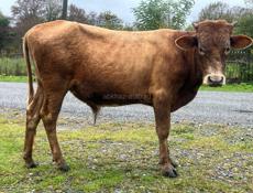 КОРОВА И БЫЧОК