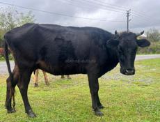 КОРОВА И БЫЧОК