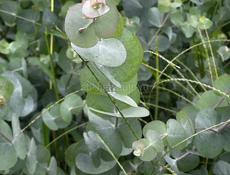 Саженцы эвкалипта те +79409192373