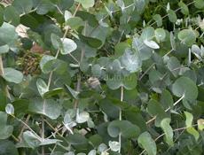 Саженцы эвкалипта те +79409192373