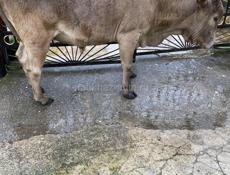 Хорошая Карова 