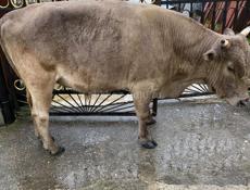 Хорошая Карова 