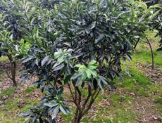 Деревья Кумквата