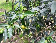 Деревья Кумквата