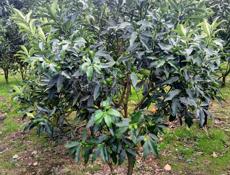 Деревья Кумквата