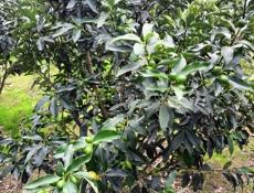 Деревья Кумквата