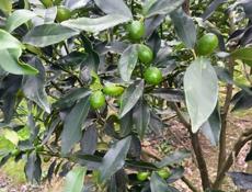 Деревья Кумквата