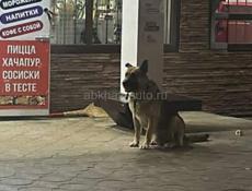 ПРОПАЛА СОБАКА❗️