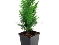 Продаются туи по 350 р  В ограниченном количестве Звонить или писать на ватсап 7752026