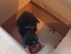 Отдам чудесного чёрного котёнка в добрые руки  Осень красивый с белыми сапожками  Звонить или писать на ватсап 7752026