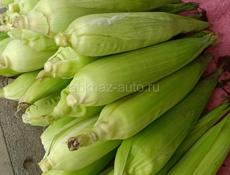 Молодая молочная кукуруза. Доставка по республиканской трассе Афон Гудаута Гагра