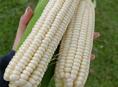 Продаю молодую молочную кукурузу. Доставка по республиканской трассе Афон Гудаута Гагра