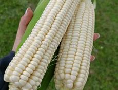 Продаю молодую молочную кукурузу. Доставка по республиканской трассе Афон Гудаута Гагра