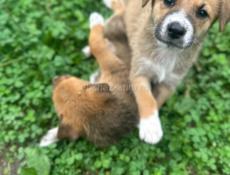 Щенки в добрые руки