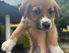 Щенки в добрые руки