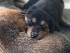 Щенки в добрые руки