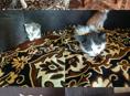 Котята в добрые руки срочно