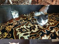 Котята в добрые руки срочно