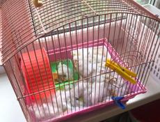 Продаю 5 штук 