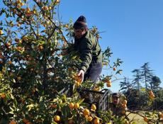 НУЖНЫ СБОРЩИКИ МАНДАРИН 