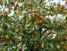 Хурма бычок