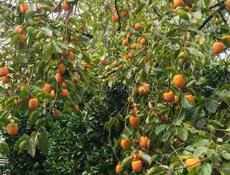 Хурма бычок