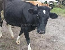 Продам три покрытых коровы