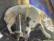 Продаю щенка