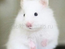 Сирийские хомяки