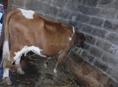 Продажа коровы 3 дояные