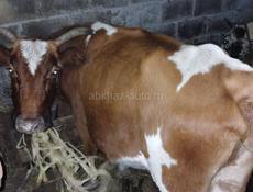 Продажа коровы 3 дояные