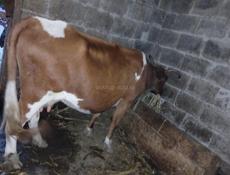 Продажа коровы 3 дояные