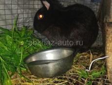 Кролик