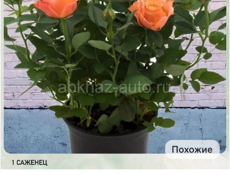 Шифонер